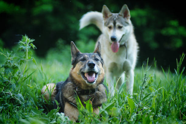 A husky dog plays with a German Shepherd on the green grass in summer