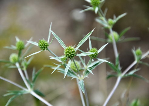 In the wild grows a thistle Eryngium campestre