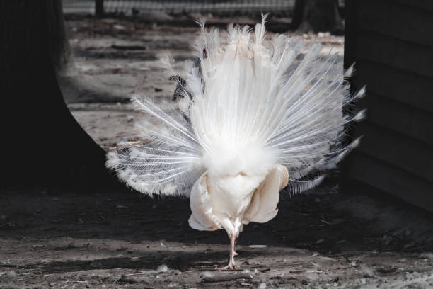 istock Young White Peafowl peacock opened tail 1401691779