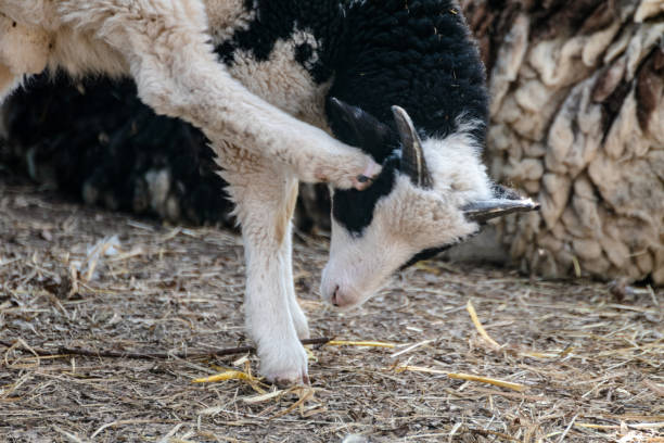 istock Cute baby sheep lamb playing on ground on farm 1401691939