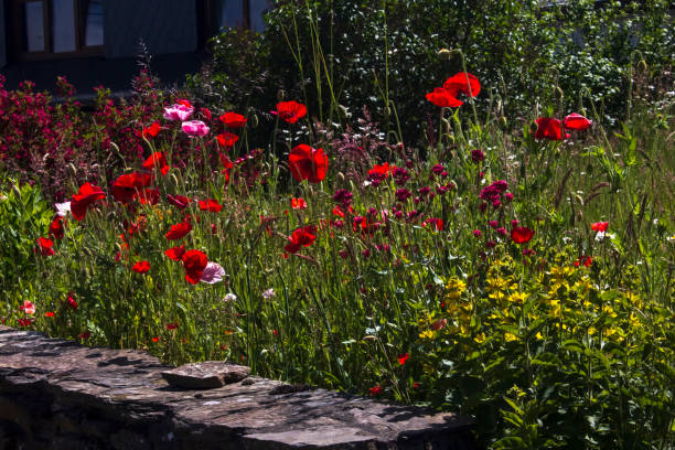 istock Poppy flowers 1401692251