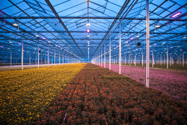 The inside of a working greenhouse