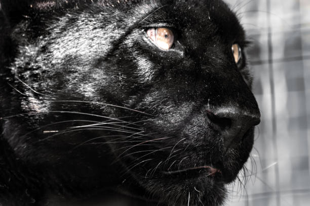 Black panther with nice shiny fur and yellow eyes portrait close-up on blurred background. Wild cat head, melanistic color variant of leopard (Panthera pardus) posing