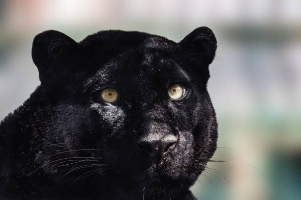 istock Black panther peaceful portrait close-up view 1401692803