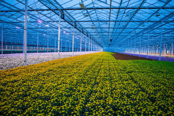 istock The inside of a working chrysanthemum greenhouse 1401692876