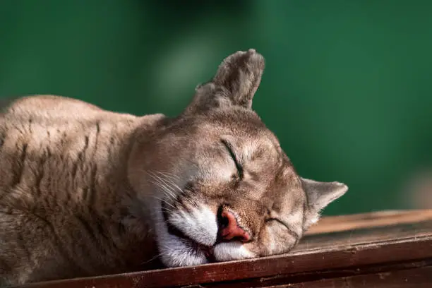 Photo of Cougar wild cat animal sleeping, green background