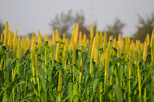 Wheat on a summer day