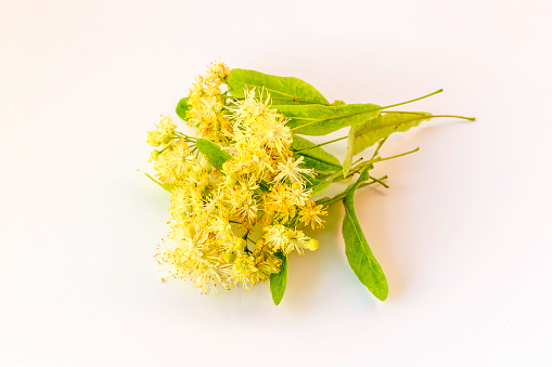 Fresh flowers and leaves of linden on white background.