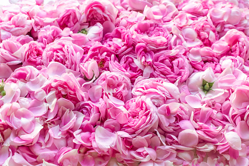 Background of pink and white rose petals, tender light pattern