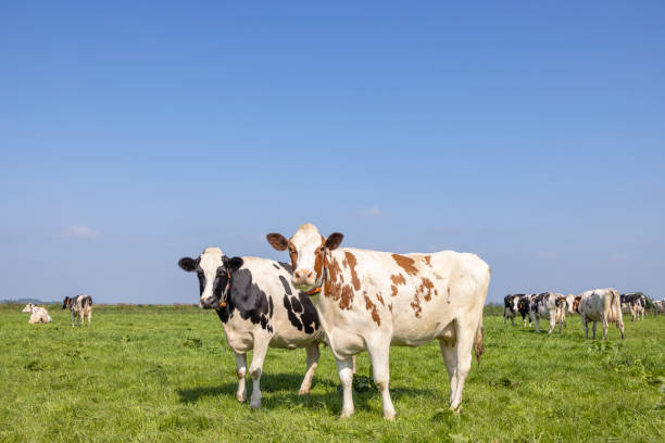 istock 2 cows black red and white, standing full length upright side by side in a field, looking curious, multi color diversity 1401694739