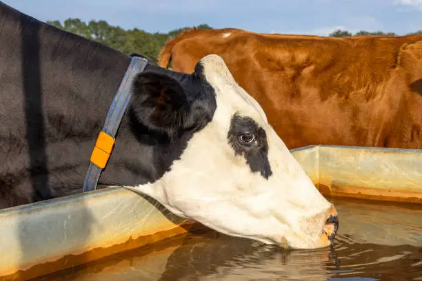 Cow drinking from a water container, black and white standing head into a large trough waterrimple in a green pasture,