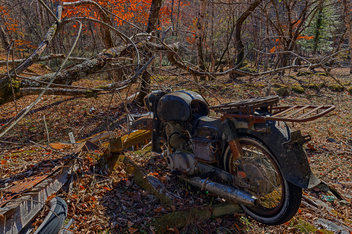 Junk motorcycle in a grove surrounded by fallen leaves