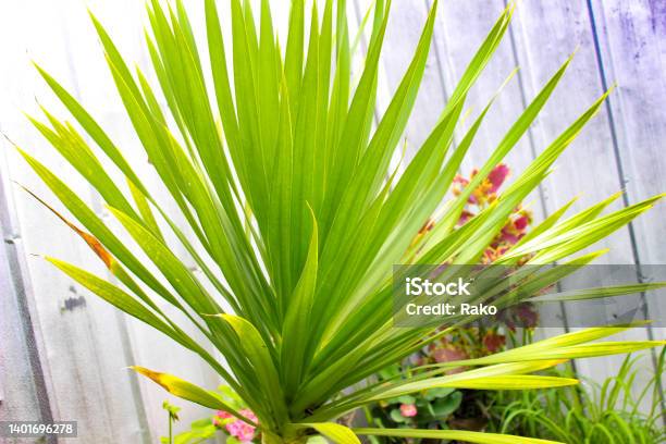 Dragon Blood Tree A Species Of Dracaena Green Leaves Stock Photo - Download Image Now