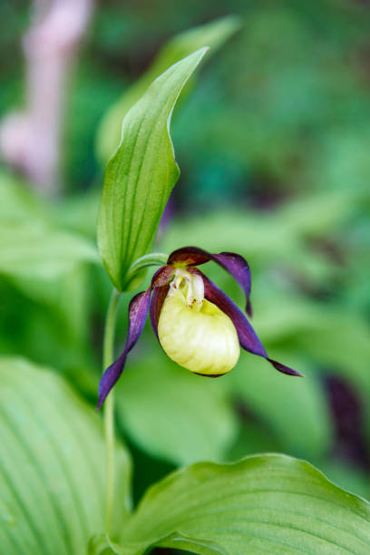 beautiful lady's-slipper orchid in the summer - ladyslipper imagens e fotografias de stock