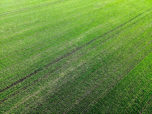 istock A large field with young green shoots of wheat. 1401697647