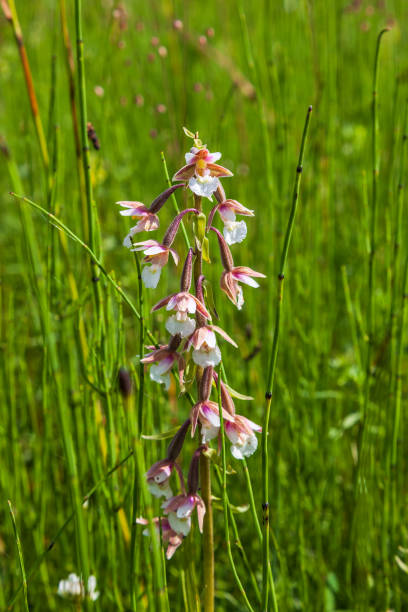 Marsh helleborine flower in a meadow