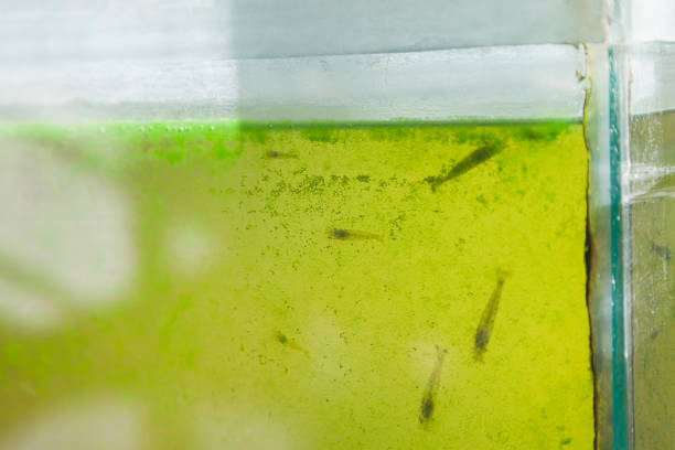 istock Shrimp in aquarium 1401697951