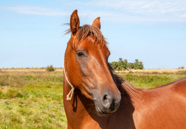istock Anglo-Arab horse in portrait 1401699122
