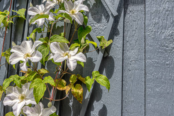 clematis madame le coultre, mit großen weißen blüten und geräumigem kopierraum - waldrebe stock-fotos und bilder