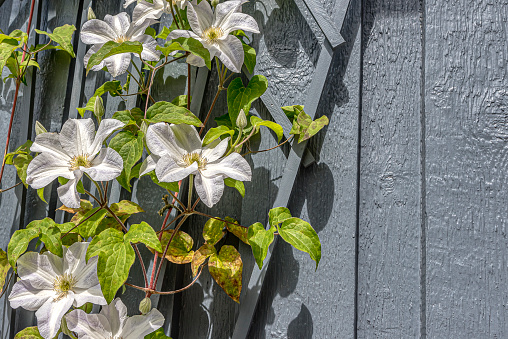 Clematis with big white flowers and spatious copy space, Denmark, June 7, 2022