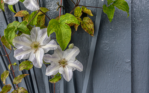 Clematis with big white flowers and spatious copy space, Denmark, June 7, 2022