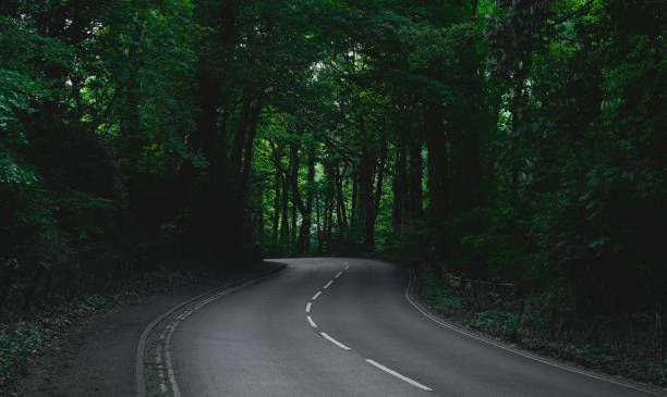 istock Asphalt road among high mossy trees in the forest. 1401701284
