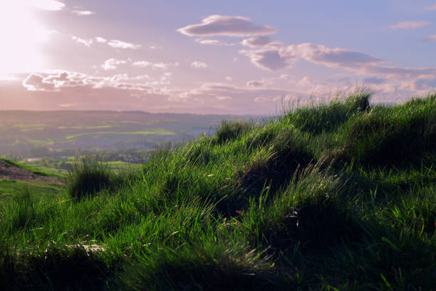 istock Grass against the background of fields at sunset 1401701421