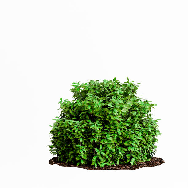 3d illustration of bush isolated on white background