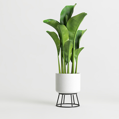 Ilustración 3d de plantas de interior en maceta aisladas sobre fondo blanco photo