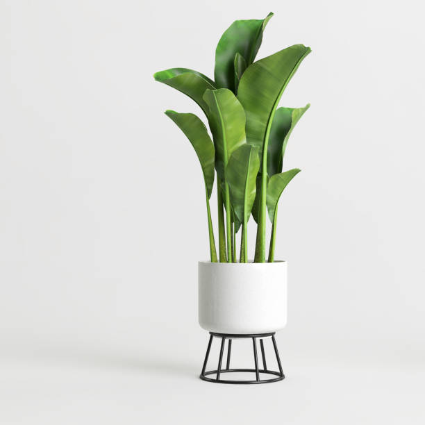 illustrazione 3d di pianta d'appartamento in vaso isolata su sfondo bianco - pianta da appartamento foto e immagini stock