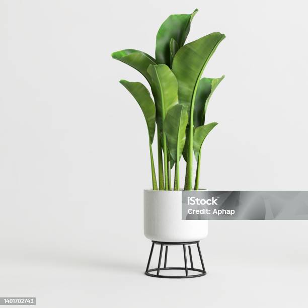 3d Illustration Of Houseplant Potted Isolated On White Background Stock Photo - Download Image Now