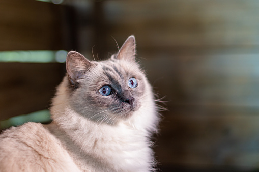 A close up of the face and upper body of a beautiful purebred Lilac Point Ragdoll Cat. The cat has piercing blue eyes and is staring slightly off to the side. She is shown inside a shed with a few rays of light filtering in behind her. Lilac Point Ragdoll Cats are the rarest colour of the Ragdoll cat breed. They have a soft milky-white coat, with their points or extremities presenting as a very light grey with lavender-pink tones. Their points show up on their paws, nose, tail, face and ears. These cats are intelligent, playful and affectionate. They tend to love spending time with people.