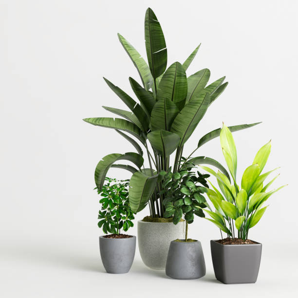 istock 3d illustration of decorative plant collection isolated on white background 1401703049