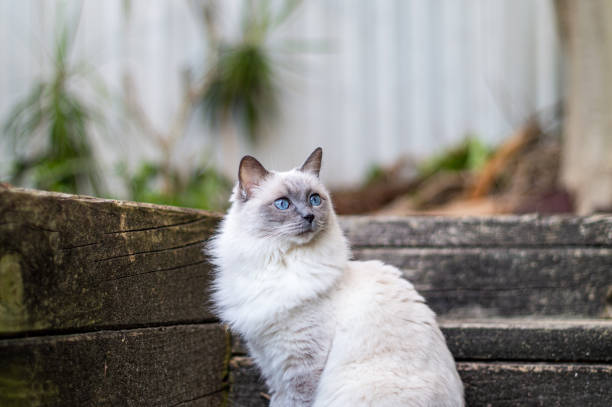 istock Beautiful blue-eyed Ragdoll cat 1401703090