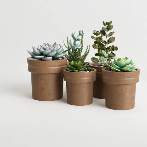 istock 3d illustration of decorative plant collection isolated on white background 1401703095