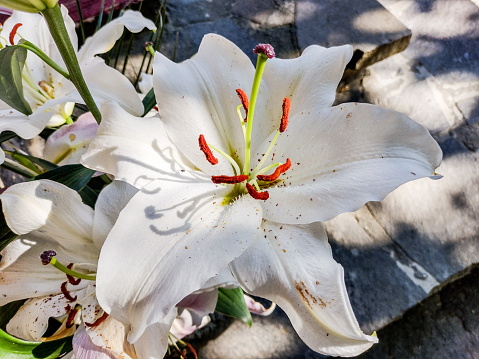 Beautiful white lily flower. Summer photo.