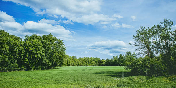 istock A Vibrant Green Field in the Spring 1401710745