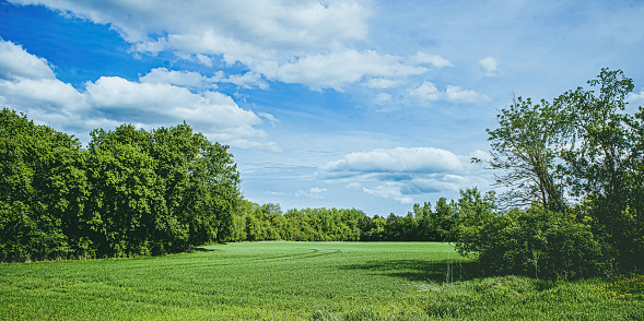 Color is returning as winter has passed. A cloudy blue sky with a natural open field below.