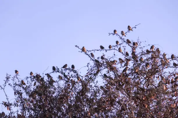 Sparrows on tree,group of small birds sitting in a row on a branch, indian local bird on tree,natural background with Sparrow birds sitting on a branch in summer