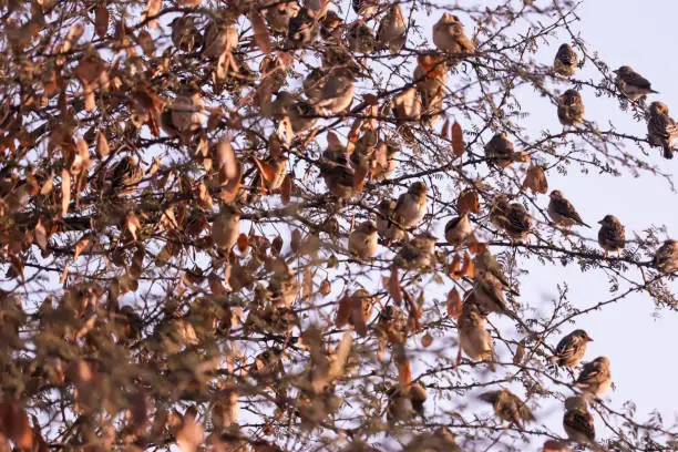 Sparrows on tree,group of small birds sitting in a row on a branch, indian local bird on tree,natural background with Sparrow birds sitting on a branch in summer