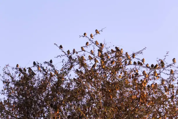 Sparrows on tree,group of small birds sitting in a row on a branch, indian local bird on tree,natural background with Sparrow birds sitting on a branch in summer