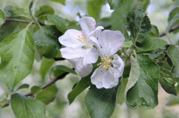 istock apple blossoms with white flowers, flowering trees in spring 1401712147