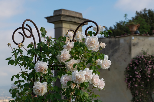 Boboli climbing white roses with blooms