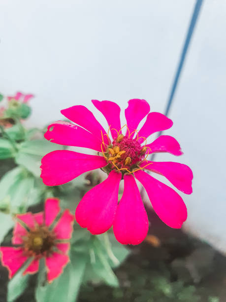 istock Pink Zinnia Close Up Shot 1401715714