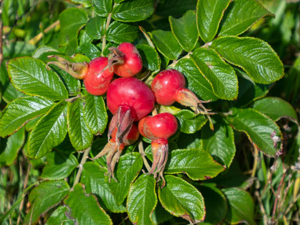 Close-up of red rose hips, the fruits of wild roses (Rosa rugosa) stock photo