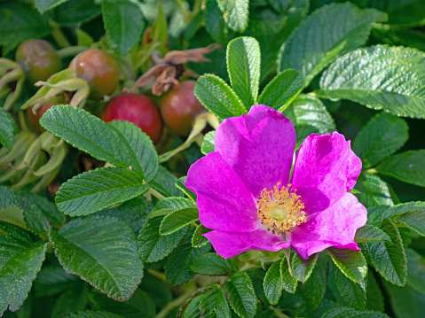 Close-up of pink flower of wild rose with its fruits, rose hips, in background.