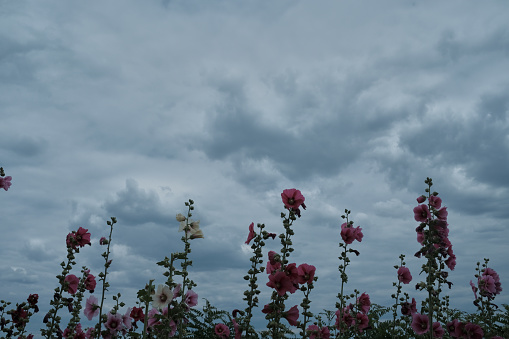 wild flowers and cloudy sky