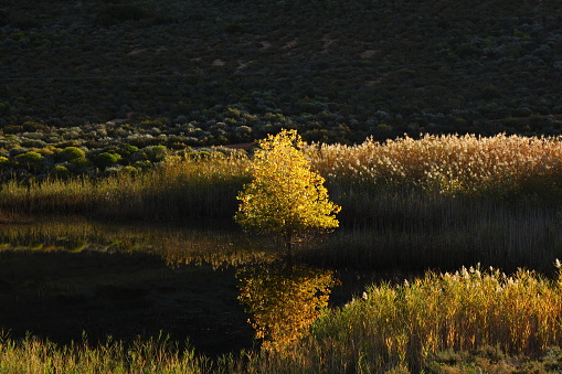 A tree standing in a dam filled with water, glowing in the late sun.