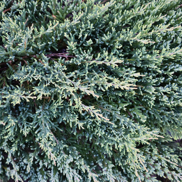 istock Background of blue evergreen juniper branches of Juniperus squamata Blue Carpet 1401717610