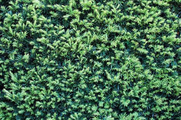 Background of sheared evergreen yew. Landscape design concept
